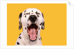 Dalmatian by Anonymous