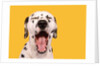 Dalmatian by Anonymous