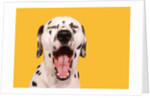 Dalmatian by Anonymous