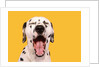 Dalmatian by Anonymous