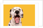 Dalmatian by Anonymous