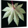 Leaf and Stem by Anonymous