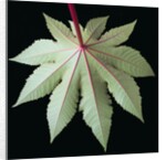 Leaf and Stem by Anonymous