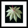 Leaf and Stem by Anonymous