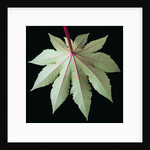 Leaf and Stem by Anonymous