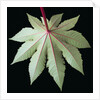 Leaf and Stem by Anonymous