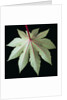 Leaf and Stem by Anonymous