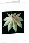 Leaf and Stem by Anonymous
