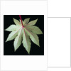 Leaf and Stem by Anonymous