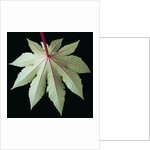 Leaf and Stem by Anonymous