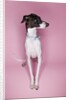 Italian Greyhound by Anonymous