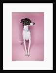 Italian Greyhound by Anonymous