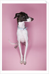 Italian Greyhound by Anonymous