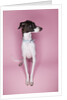 Italian Greyhound by Anonymous
