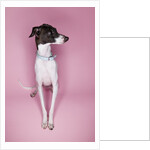 Italian Greyhound by Anonymous