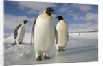 Emperor Penguins in Antarctica by Anonymous