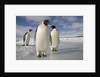 Emperor Penguins in Antarctica by Anonymous