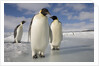 Emperor Penguins in Antarctica by Anonymous
