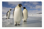 Emperor Penguins in Antarctica by Anonymous