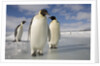 Emperor Penguins in Antarctica by Anonymous