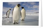 Emperor Penguins in Antarctica by Anonymous