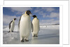 Emperor Penguins in Antarctica by Anonymous