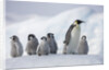 Emperor Penguins in Antarctica by Anonymous