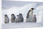 Emperor Penguins in Antarctica by Anonymous