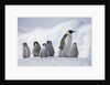 Emperor Penguins in Antarctica by Anonymous