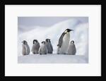 Emperor Penguins in Antarctica by Anonymous