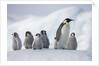 Emperor Penguins in Antarctica by Anonymous