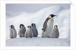 Emperor Penguins in Antarctica by Anonymous