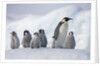 Emperor Penguins in Antarctica by Anonymous