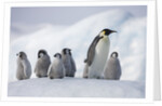 Emperor Penguins in Antarctica by Anonymous