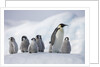 Emperor Penguins in Antarctica by Anonymous