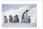 Emperor Penguins in Antarctica by Anonymous