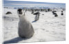 Emperor Penguin Chick in Antarctica by Anonymous