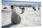 Emperor Penguin Chick in Antarctica by Anonymous