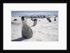 Emperor Penguin Chick in Antarctica by Anonymous