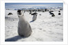 Emperor Penguin Chick in Antarctica by Anonymous