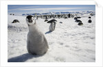 Emperor Penguin Chick in Antarctica by Anonymous