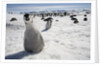 Emperor Penguin Chick in Antarctica by Anonymous