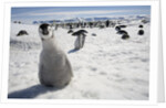 Emperor Penguin Chick in Antarctica by Anonymous