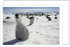 Emperor Penguin Chick in Antarctica by Anonymous
