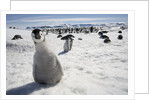 Emperor Penguin Chick in Antarctica by Anonymous