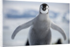 Emperor Penguin Chick in Antarctica by Anonymous