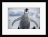 Emperor Penguin Chick in Antarctica by Anonymous