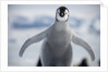 Emperor Penguin Chick in Antarctica by Anonymous
