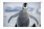 Emperor Penguin Chick in Antarctica by Anonymous