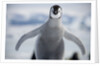 Emperor Penguin Chick in Antarctica by Anonymous